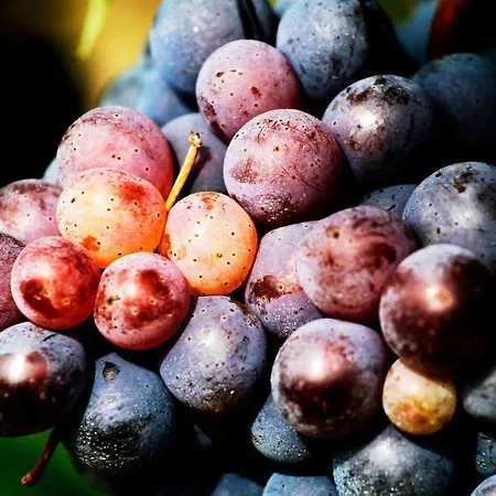 Séjour à la ferme Fattoria Colsanto Torre del Colle