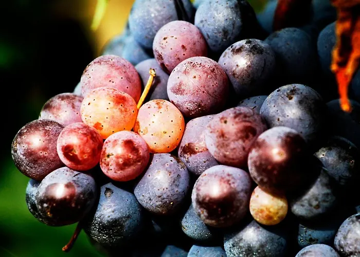 Alloggio per agriturismo Fattoria Colsanto Torre del Colle