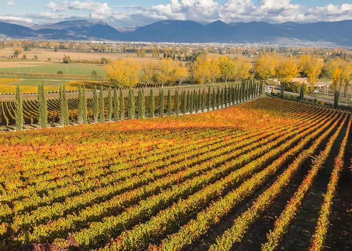 Fattoria Colsanto Torre del Colle